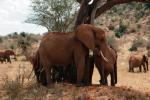 Słonie już napojone: kenijska idylla