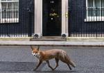 Zwykle na tle drzwi z adresem „Downing Street 10” fotografowani są premierzy Wielkiej Brytanii. Chamberlain, Churchill, Thatcher, Blair  – każdy stawał na tle dwóch mosiężnych cyfr i kołatki. Tym razem aparat fotoreportera uchwycił przemykającego przez centrum Londynu  lisa. Co z tą Anglią?