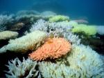 Zniszczona rafa koralowa u wybrzeży wyspy North Keppel – zdjęcie wykonane przez Australian Institute  for Marine Science  w październiku 2012 roku