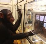 6 maja sąd w Nowym Jorku orzeknie, czy i jakie prawa mają szympansy