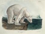 Niedźwiedź polarny (Ursus maritimus) z niepokojem przygląda się pomysłom klimatologów