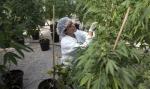 Plantacja medycznej marihuany w Izraelu. Leki oparte na tej używce służą m.in. do łagodzenia bólu ciężko chorych