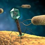 Bakteriofagi mają być szansą  na skuteczne niszczenie złogów białkowych