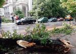 Niedawne nawałnice powaliły w Poznaniu kilkaset drzew