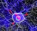 W przyszłości pomysł ten może nam umożliwić regenerację neuronów