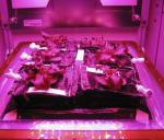 Kosmiczna szklarnia programu „Veggie” umożliwia uprawę roślin w warunkach zerowej grawitacji