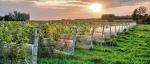 W Polsce  jest już blisko 700 winnic. Niemal  co piąta znajduje się  na Podkarpaciu