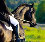 Zawód jeźdźca to szansa na pracę w rozwijającej się branży związanej  z końmi
