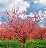 Na Lubelszczyźnie jest 22 tys. hektarów sadów, a produkcja jabłek sięga 500 tys. ton rocznie