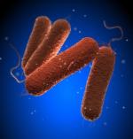 Z nadużywania antybiotyków korzystają bakterie salmonelli, które uodporniają się na nie