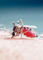 Wśród komarów z rodzaju Anopheles jest 100 gatunków roznoszących malarię