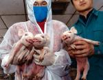 Trzy kopie świni w mieście Harbin w 2006 roku. Posłużą do badań nad chorobą Alzheimera