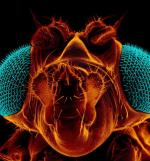 Drosophila melanogaster, czyli muszka owocowa. To badaniom nad jej DNA zawdzięczamy lepsze poznanie mechanizmu wzrostu nowotworów