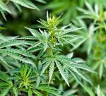 Marihuana jest od kilku lat najpopularniejszym narkotykiem w Polsce. W ub. roku policja zlikwidowała 131 plantacji