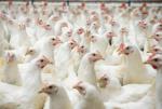 40 proc. mięsa drobiowego z polskich firm trafia na zagraniczne rynki 