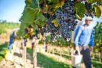 31 winnic tworzy Lubuski Szlak Miodu i Wina, który jest regionalnym produktem turystycznym
