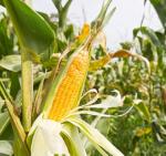 Kukurydza to najpopularniejszy po soi gatunek genetycznie zmodyfikowany