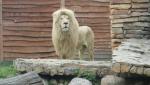 Zoo Safari w Borysewie przyciąga miłośników dzikich zwierząt, jest także wielką atrakcją dla dzieci