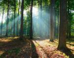 Nadleśniczy może zlecić określenie wartości gruntu leśnego rzeczoznawcy majątkowemu