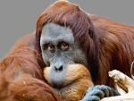 Orangutany trzymane w niewoli mają zaskakująco sprawny aparat mowy