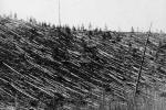 Zdjęcie powalonych i spalonych drzew wykonane przez Leonida Kulika podczas pierwszej wyprawy badawczej w 1927 r.