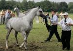 Na tegorocznej aukcji w Janowie Podlaskim pojawią się 133 konie – 69 ze stadnin państwowych i 64 od hodowców prywatnych 