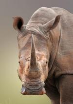 Rzekome właściwości lecznicze rogu nosorożca przyczyniły się do przetrzebienia gatunku.