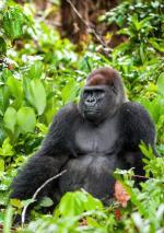 Spośród czterech podgatunków goryla  dwa mają status zagrożonych krytycznie