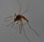 Na malarię umiera ok. 400 tys. osób rocznie