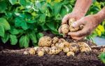 636 tys. ton zebranych ziemniaków daje Wielkopolsce dopiero trzecie miejsce w kraju.