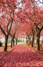 Jesień na Ziemi Lubuskiej  jest niezwykle kolorowa.