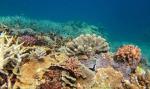 Wielka Rafa Koralowa ma szansę się zregenerować – twierdzą badacze 