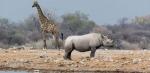 Populacje żyraf i nosorożców staczają się po równi pochyłej.