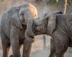 Słonie rodzą się bez ciosów. Tak natura broni się przed kłusownictwem.