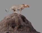 W Afryce żyje tylko 7100 gepardów. W ubiegłym wieku było ich 100 tys.