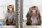 Małpy dostawały o 30 proc. mniej jedzenia niż ich kuzynki z klatki obok 