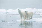 Sztuczne odtworzenie pokrywy lodowej w Arktyce stało się koniecznością – uważają amerykańscy naukowcy 