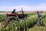 Wojna opiumowa. Afgańscy urzędnicy ds. bezpieczeństwa niszczą pole maku w Kandaharze. Z maku wytwarzane jest opium, które z kolei służy do produkcji heroiny. Afganistan jest największym na świecie producentem opium.  