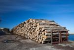Śląsk jest krajowym potentatem między innymi  w produkcji drewna  
