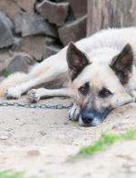 Nowa ustawa o ochronie zwierząt ma zakazać trzymania psów na łańcuchach.