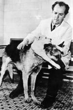 Władimir Demichow  marzył o przeszczepianiu ludzkich głów. Zaczął od psów. Owczarkowi niemieckiemu  przeszczepił część szczeniaka. Stworzenie żyło zaledwie  29 dni.