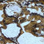 Stromatolity z Grenlandii są uznawane za najstarsze ślady życia na Ziemi 