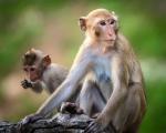 Makaki rozumieją intencje i przewidują reakcje innych małp.