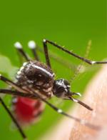 Komary nie tylko rozprzestrzeniają malarię, ale też groźne bakterie, wirusy i nicienie 