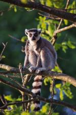 Lemur w zoo