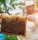 W Polsce działa dziś ok. 70 tys. pszczelarzy. Jeszcze w 2009 r. było ich 45 tys. 