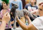 Międzynarodowa Wystawa Kotów Rasowych w Gliwicach. W sobotę i niedzielę w centrum handlowym Europa Centralna zaprezentowało się 220 kotów z 24 ras.