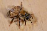 Australijscy naukowcy śledzą zachowanie i wędrówki pszczół za pomocą przyczepionych do nich maleńkich chipów RFID Intela 