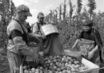 Średnia pensja nad Dnieprem wynosi dziś zaledwie około 600 zł. W Polsce Ukraińcy zarabiają przeciętnie ok. 2 tys. złotych miesięczne na rękę. Co piąty z nich pracuje w rolnictwie.  