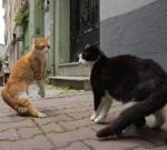 To koty występują w głównych rolach w filmie Ceydy Torun.